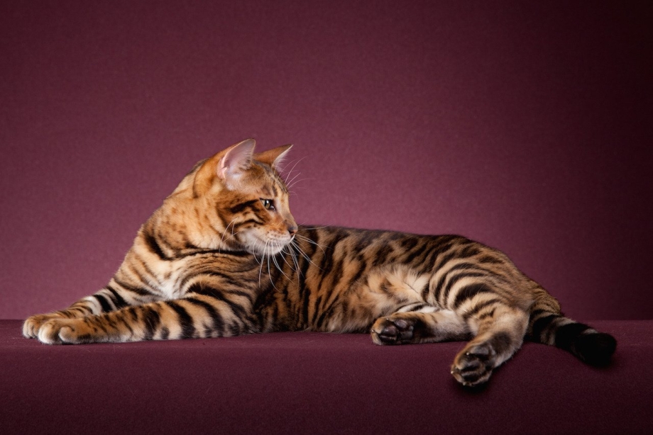 Кот тойгер