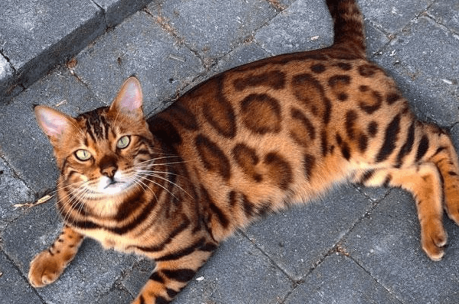 Кот породы тойгер серый