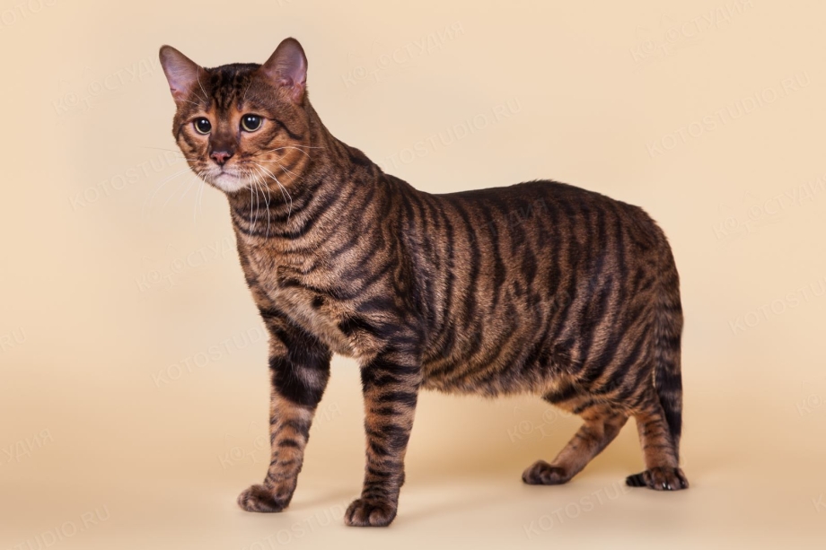 Бенгальская кошка