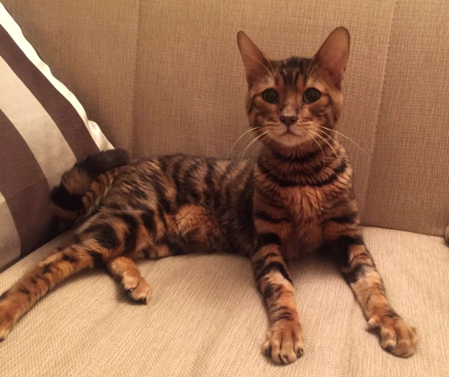 Бенгальский кот полосатый