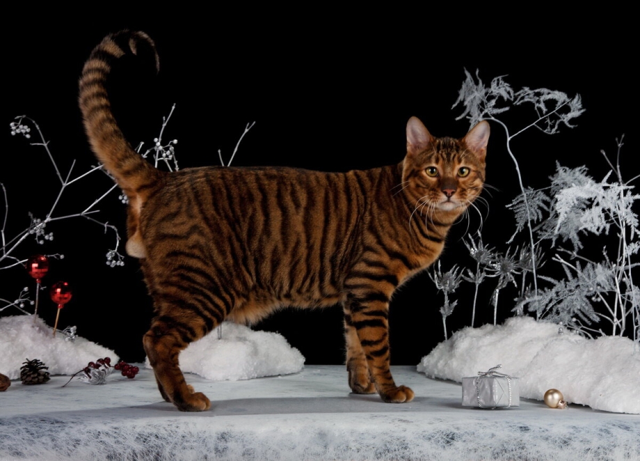 Бенгальская кошка тойгер