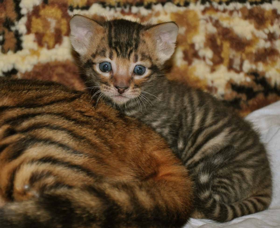 Кот тойгер