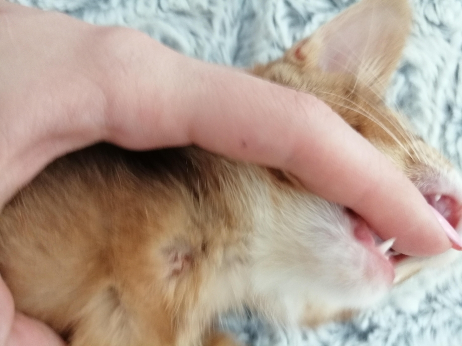 У кота выпадает шерсть за ушами