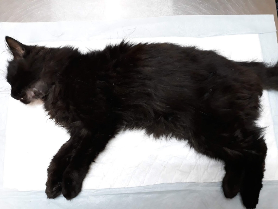 У кошки коросты под шерстью