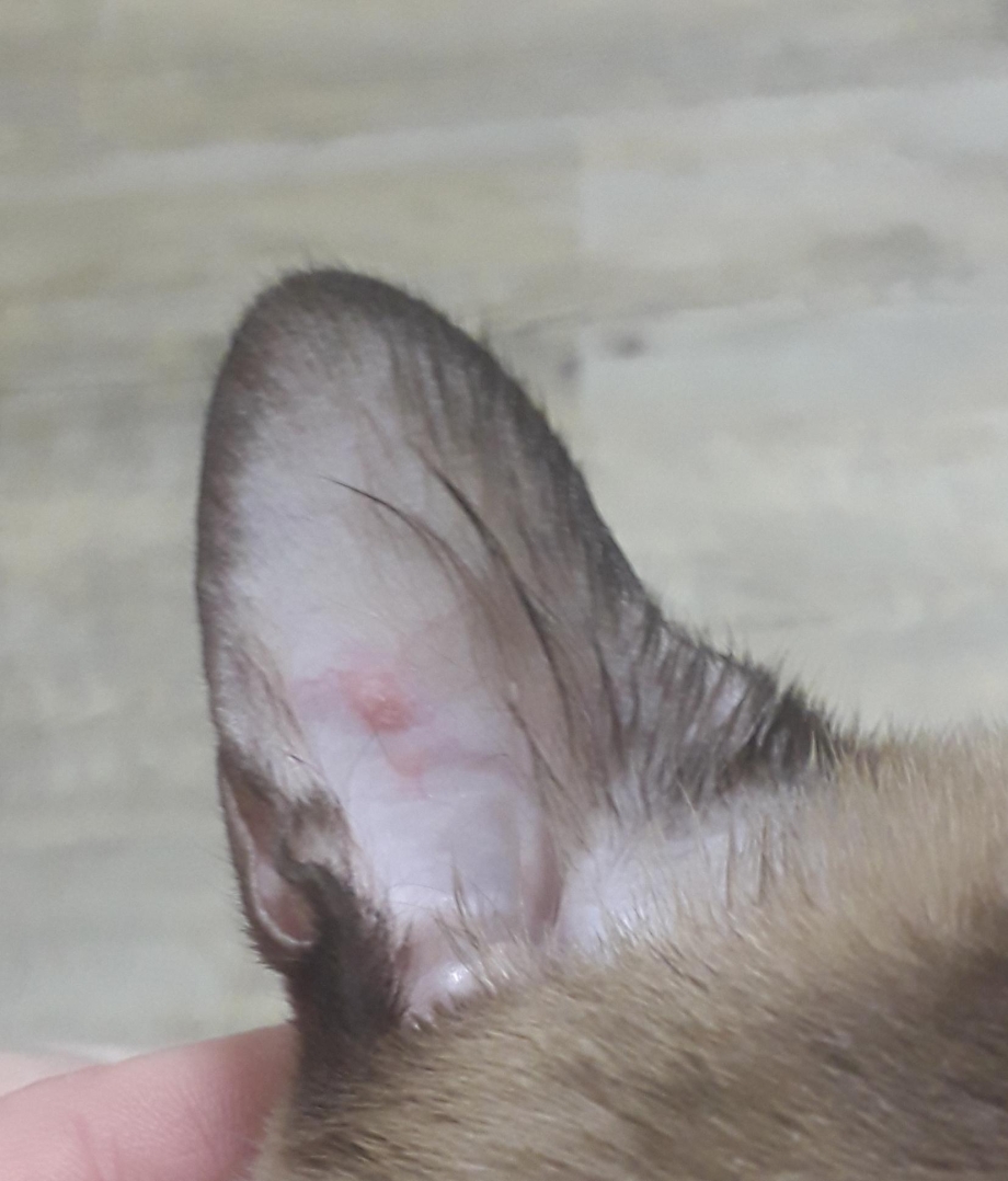 Как вытащить клеща у кота кот