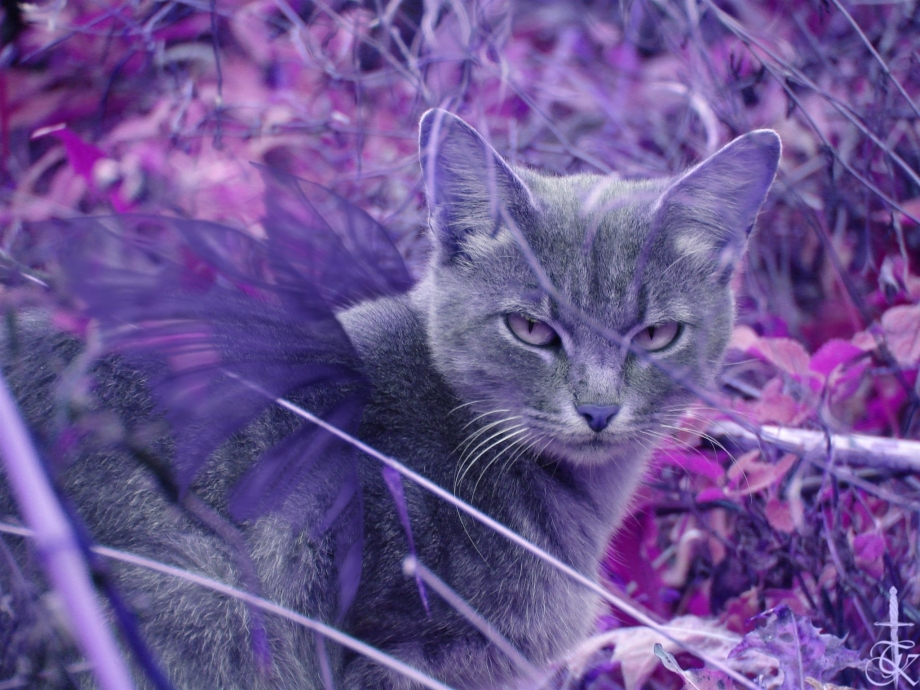 Кошка с сиреневыми глазами мультяшный