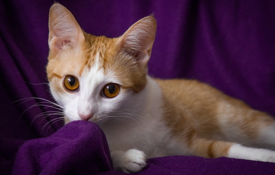 Коты с фиолетовыми глазами
