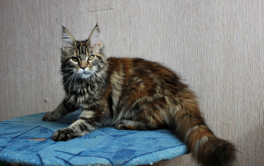 Редкие цвета Мейн кунов