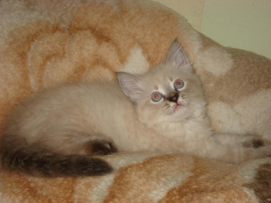 Невская Seal tabby