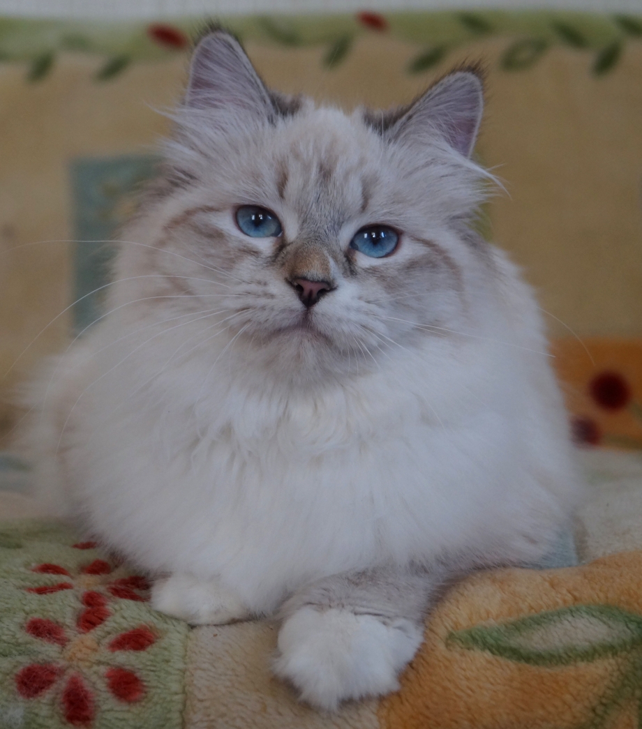 Невский маскарадный кот Блю поинт