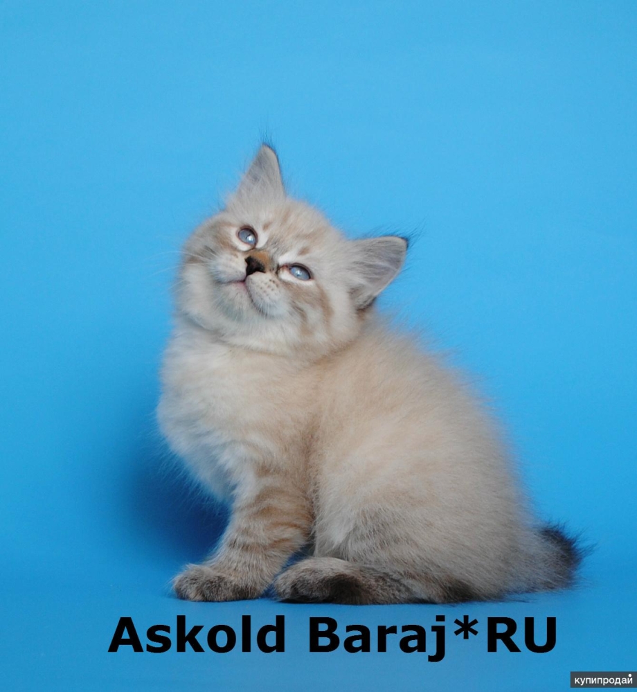 Seal Lynx tabby point Невская маскарадная