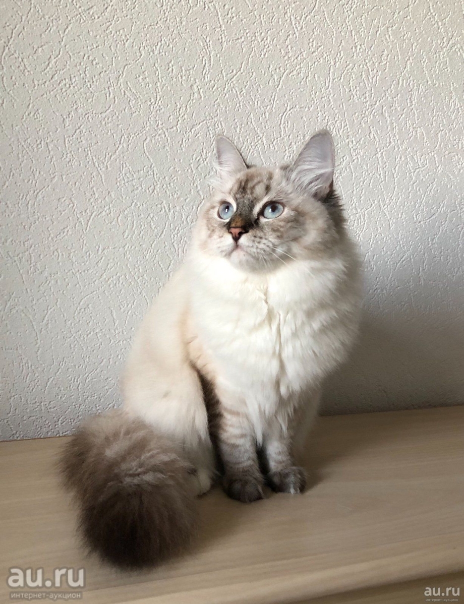 Невские маскарадные котята фото