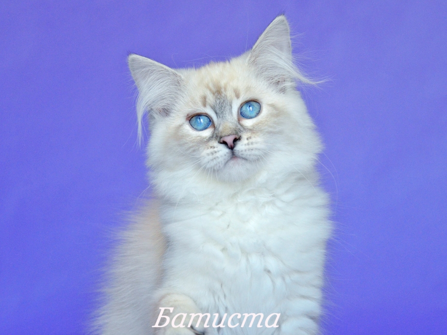 Невские котята сил линк