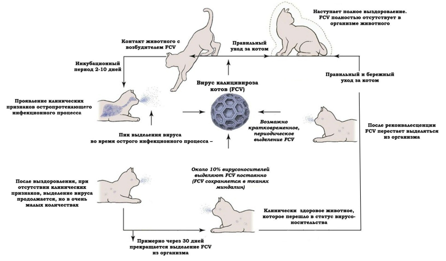 Кальцивироз языка у кошек фото