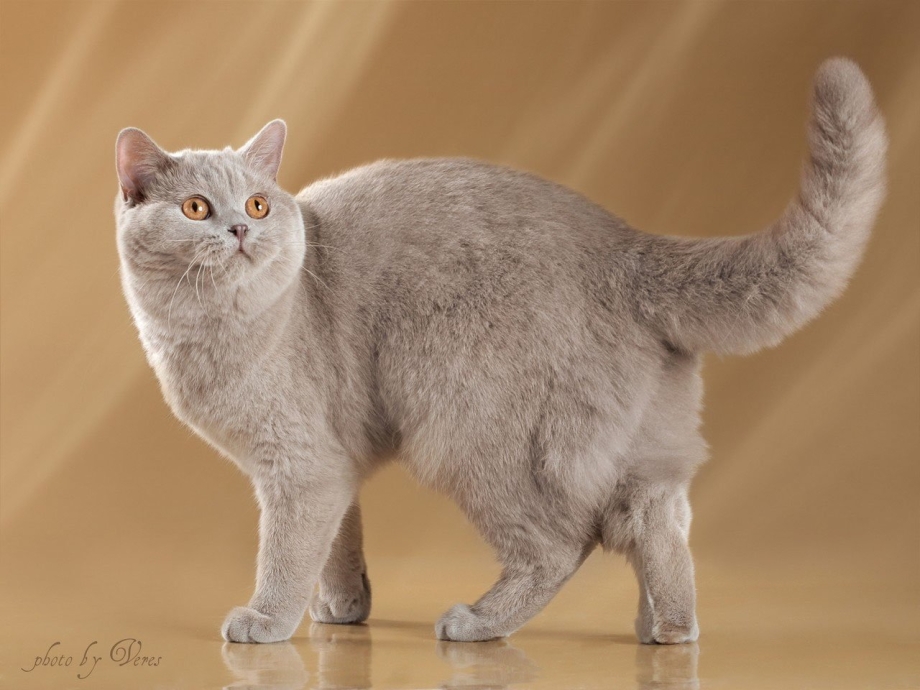 Кошка стоит на задних лапах