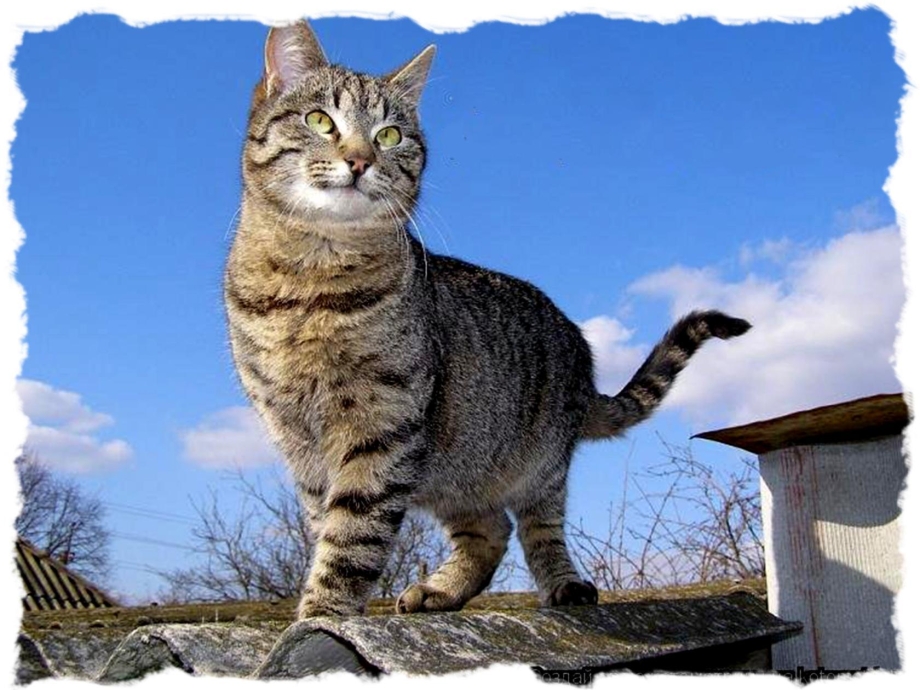 Крошечный рыжий котенок