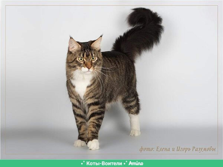 Кот вид с боку
