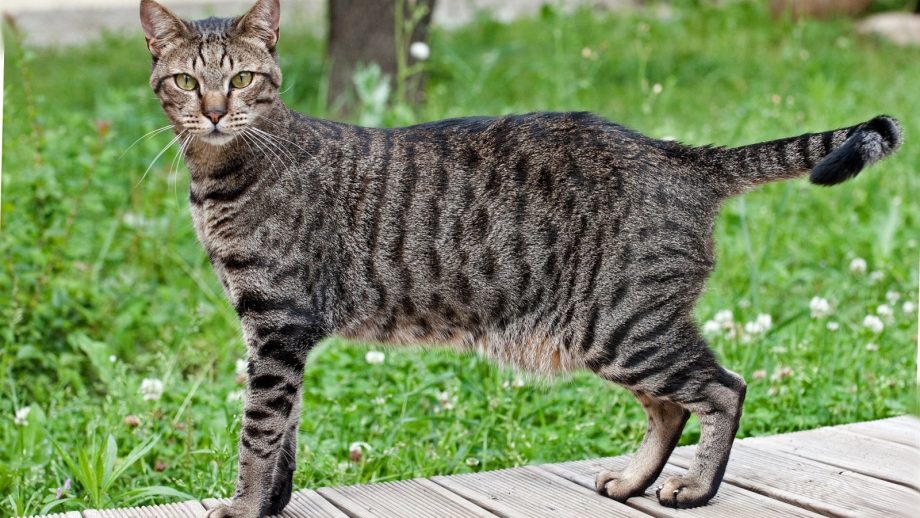 Стоящая кошка