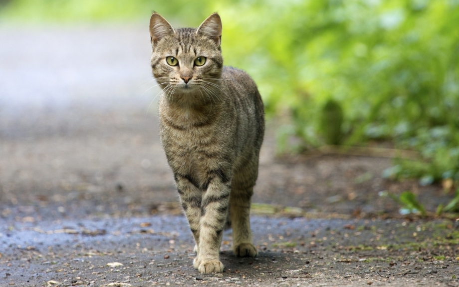 Стоящий кот