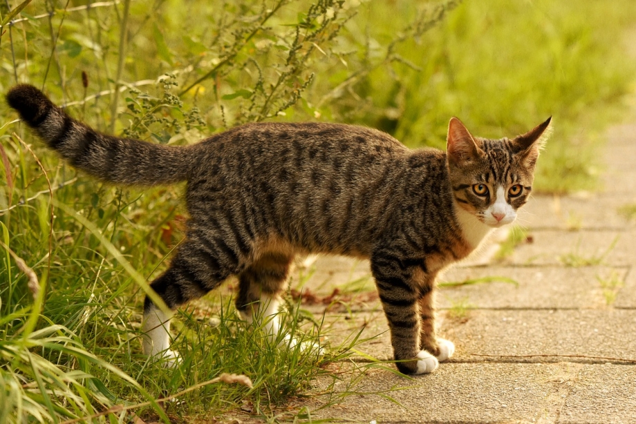 Коты которые стоят на задних лапах