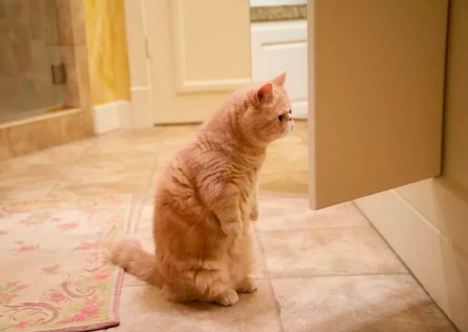 Коты которые стоят на задних лапах