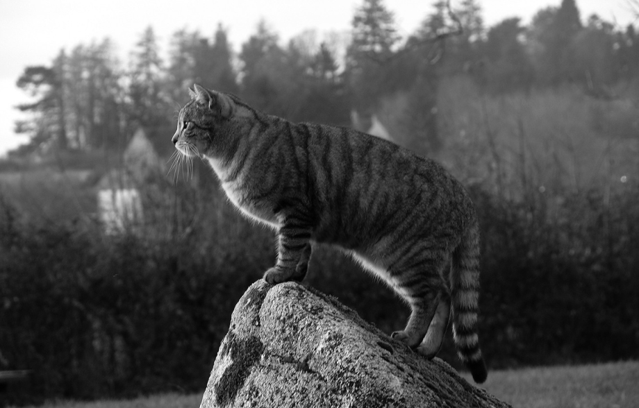 Коты стоящие наискосок