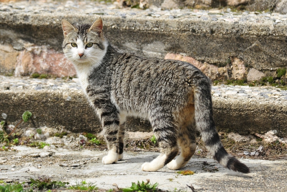 Котята породы кинкалоу