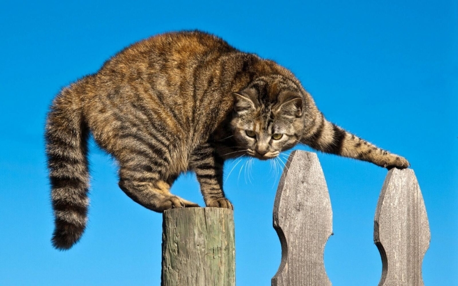 Коты на задних лапах