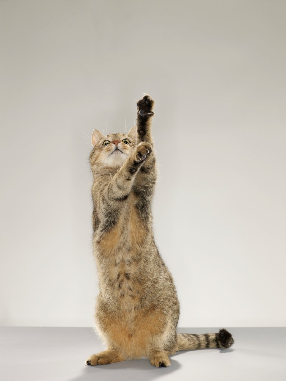 Кошка, стоит