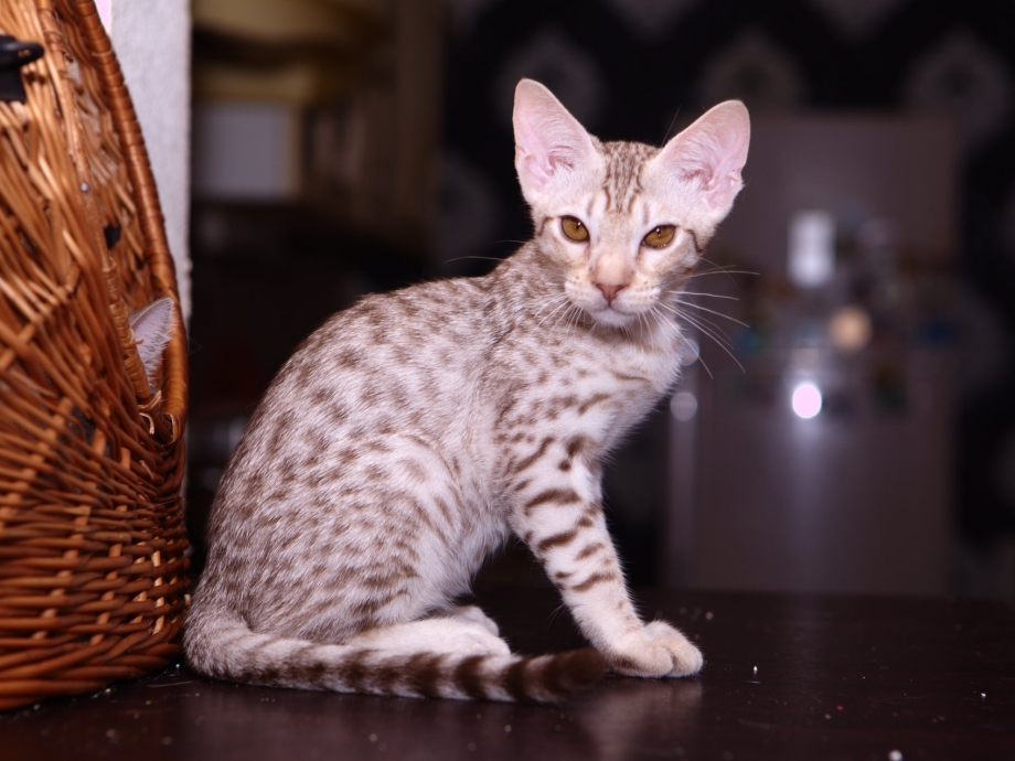 Кот породы Оцикет