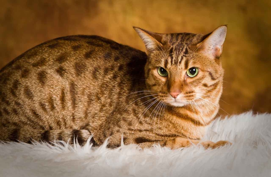 Оцикет кошка