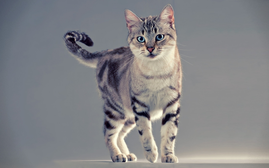 Котик на задних лапках