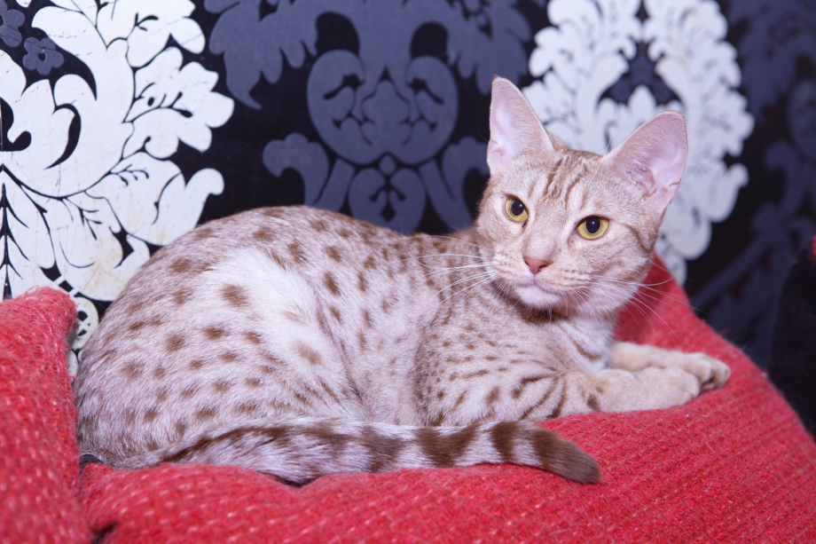 Оцикет кошка