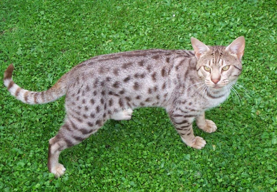 Взрослая Оцикет кошка