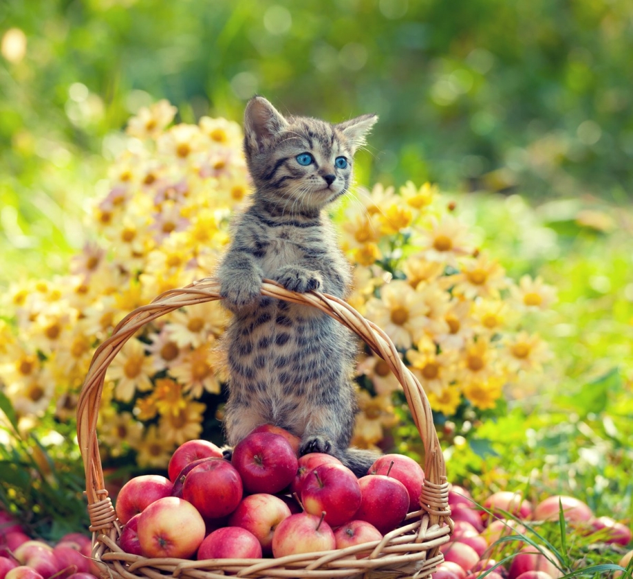 Котята в корзинке с фруктами
