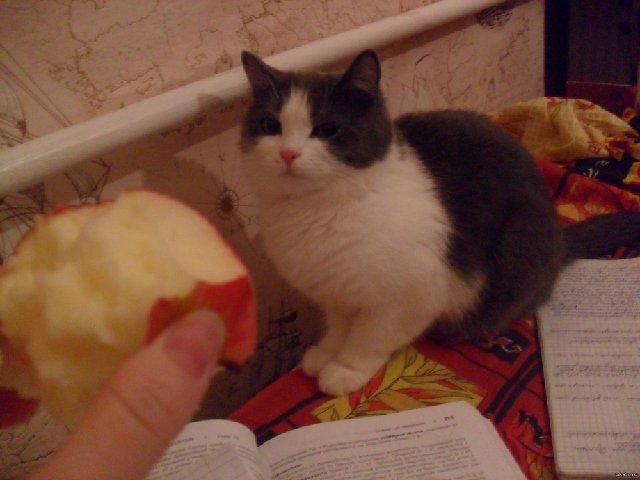 Натюрморт с котом