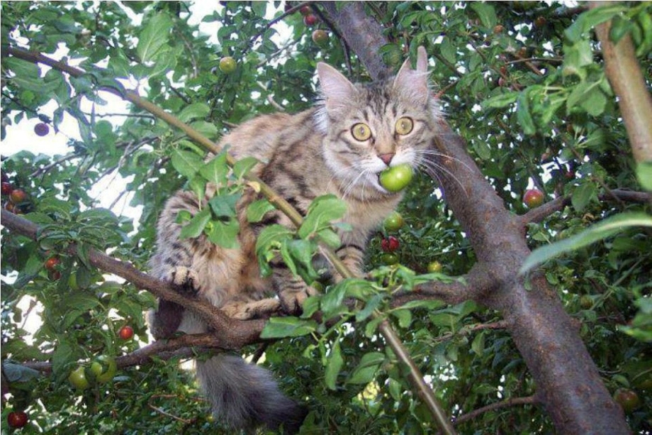 Кот на яблоне