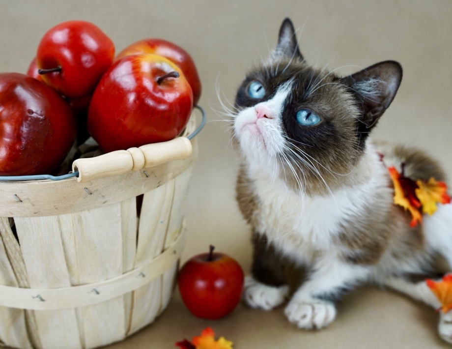 Котенок и яблоко