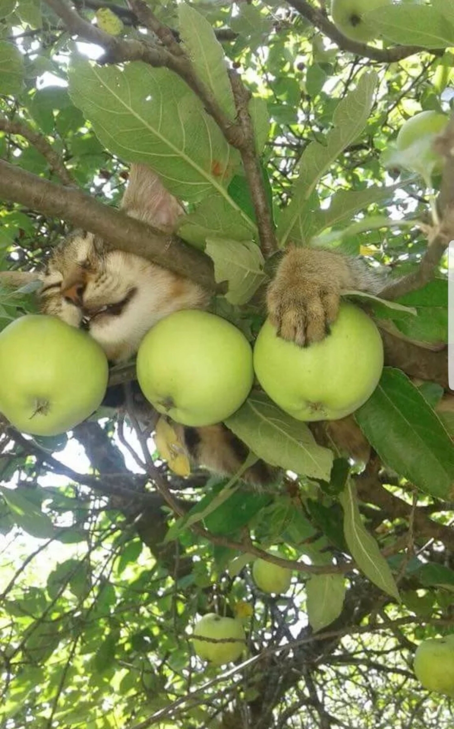 Кот в яблоках