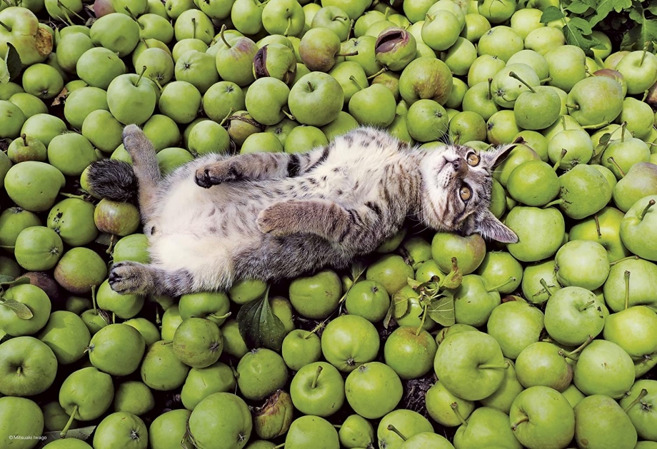 Кот в яблоках