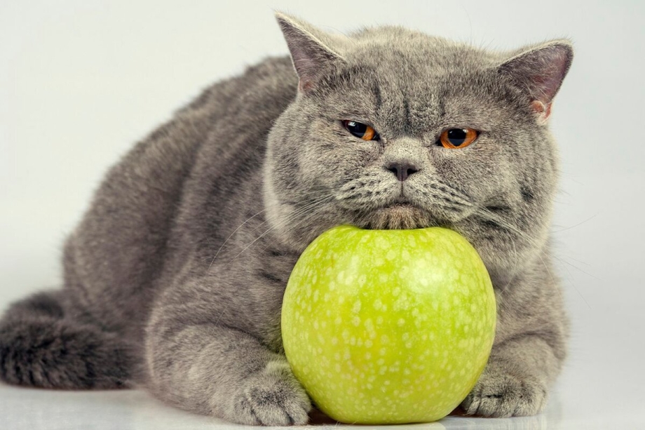 Коты и фрукты