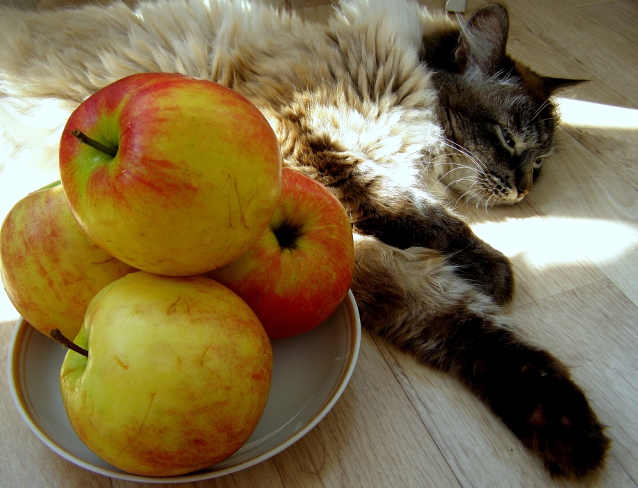 Кошка яблоки