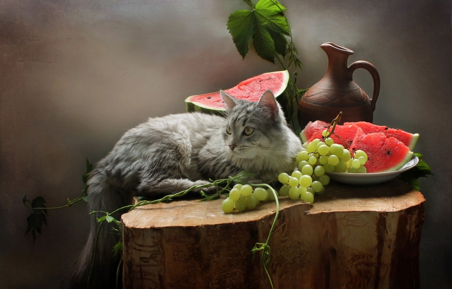 Яблочный спас и кот