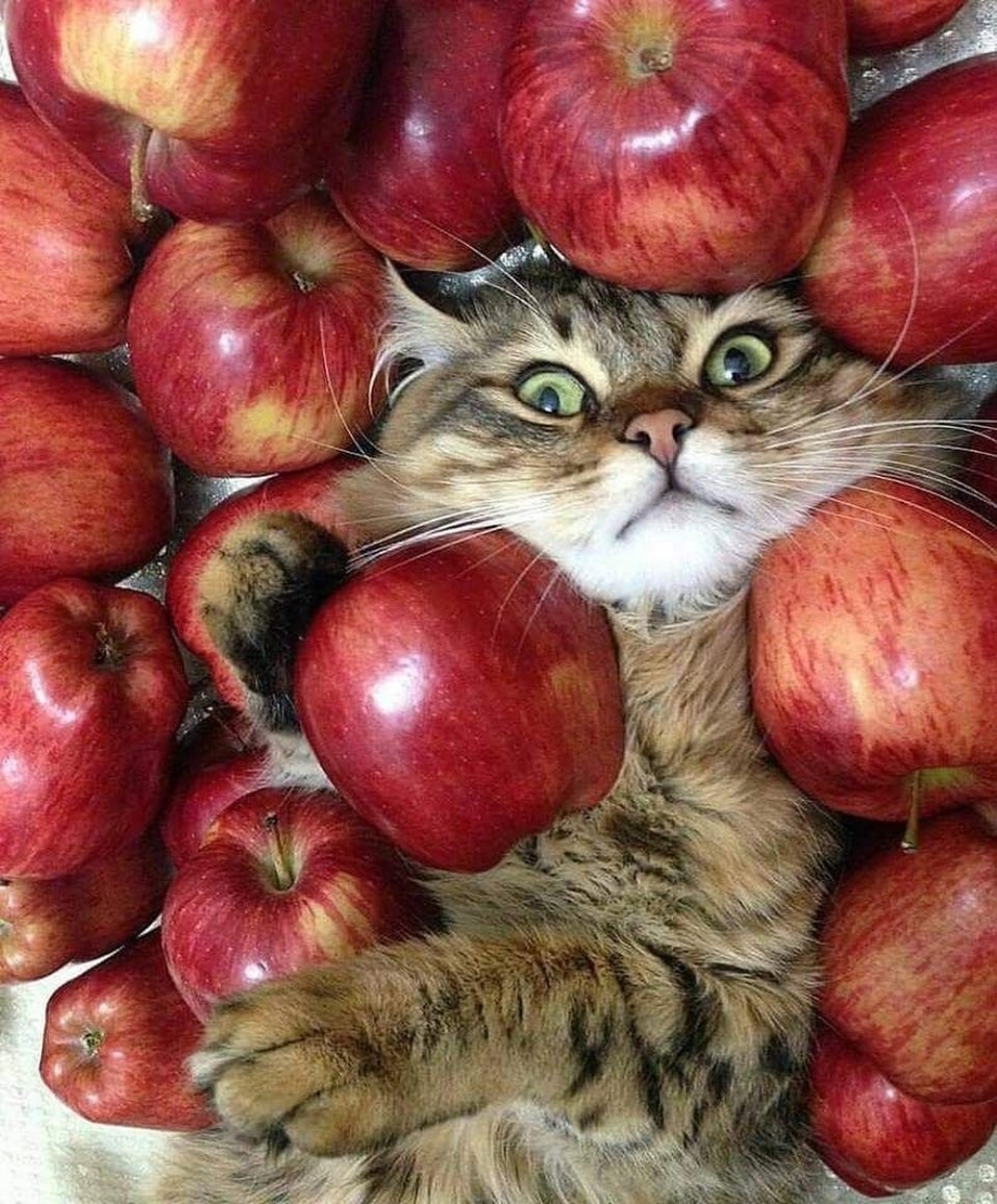 Кошка яблоки