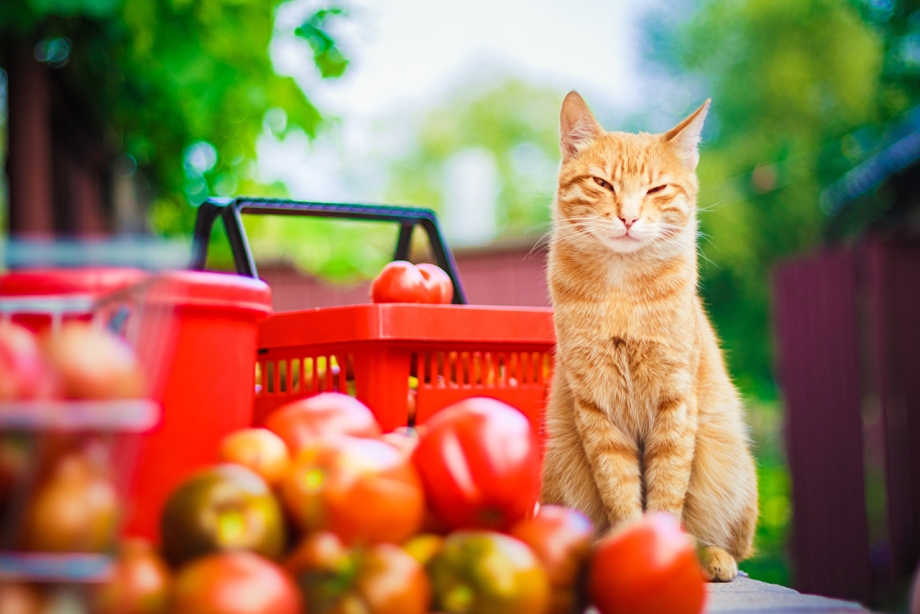 Котик и помидоры