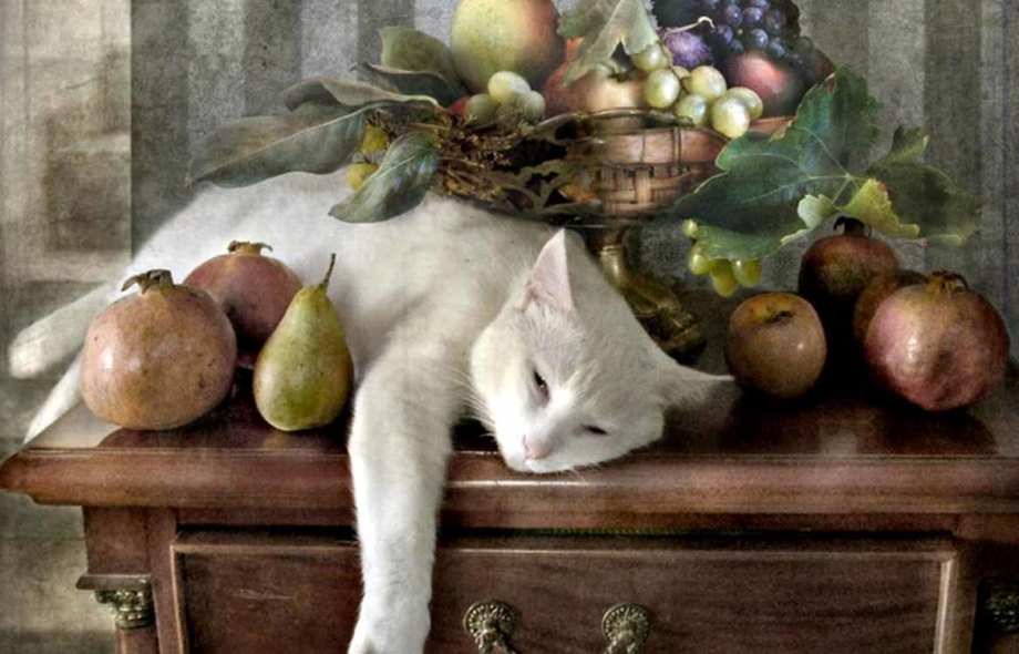 Котик в яблоках