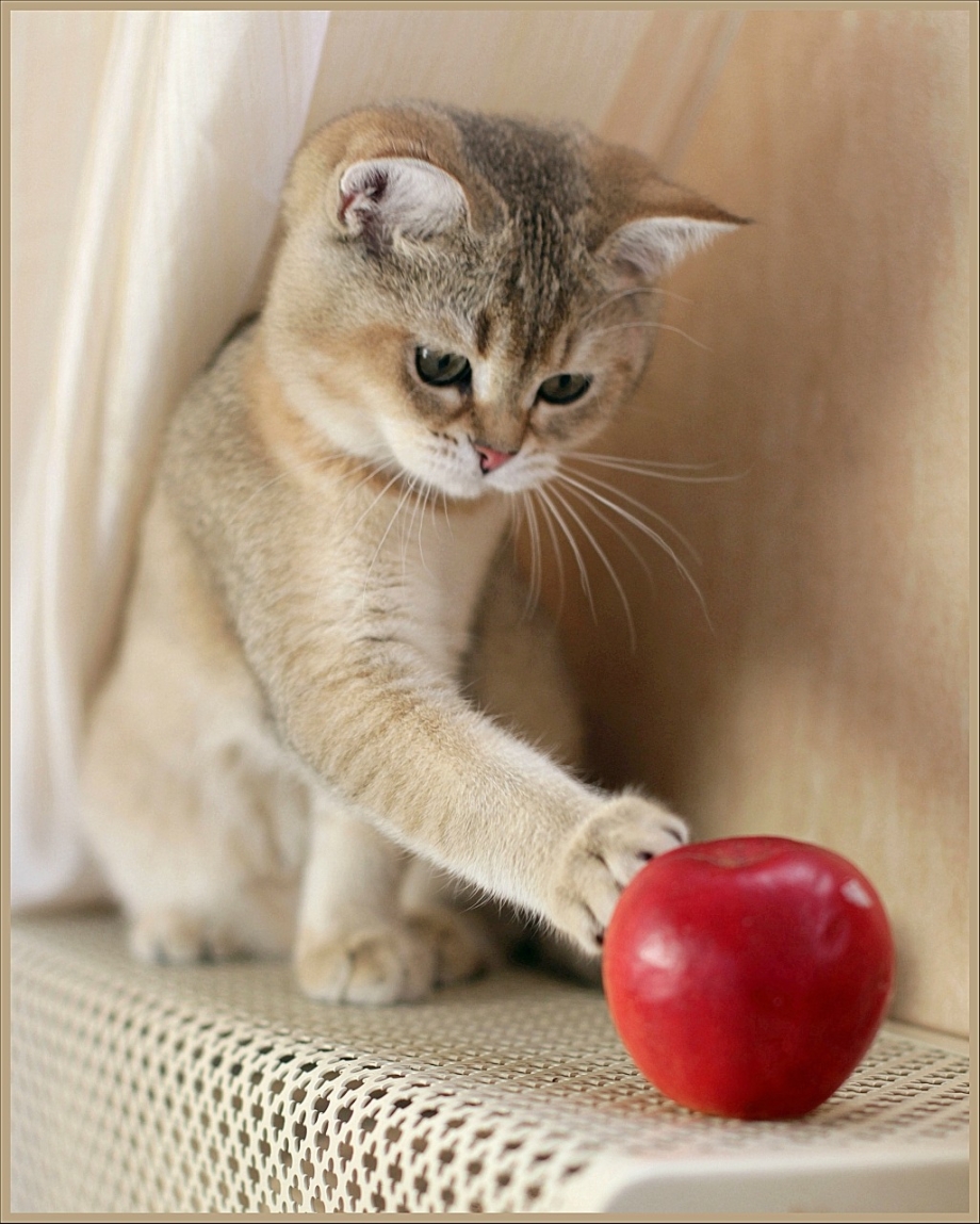 Кот в яблоках