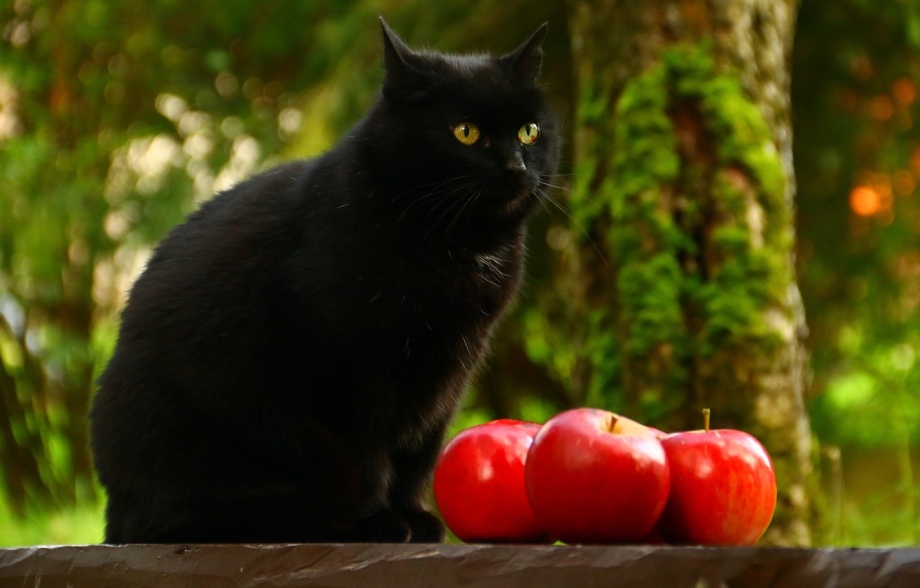 Котенок и яблоко