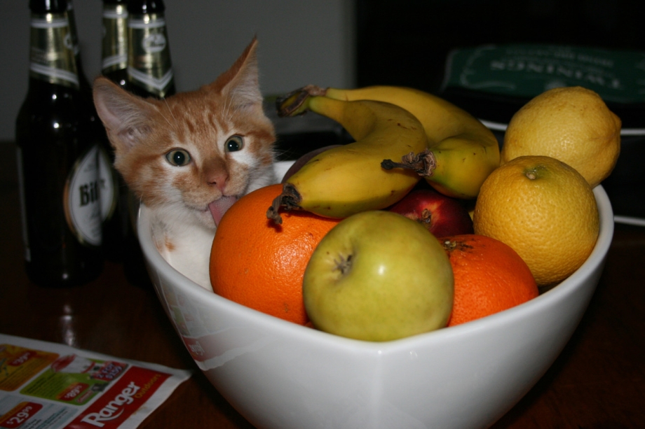 Кошки и овощи