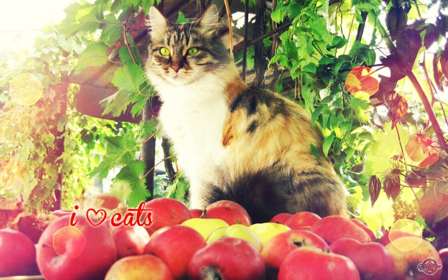 Августовский кот